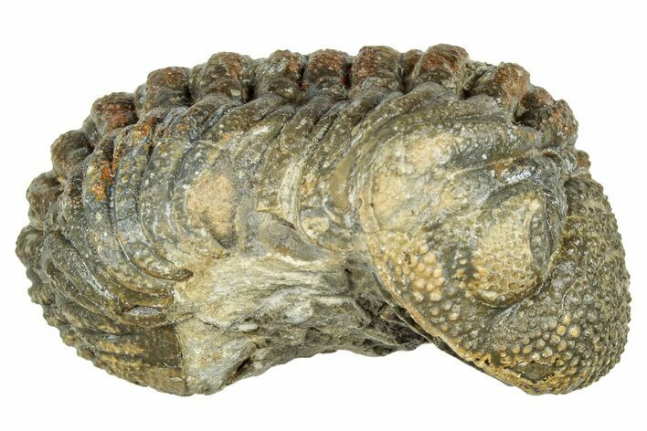 Long, Curled Morocops Trilobite - Morocco #323513